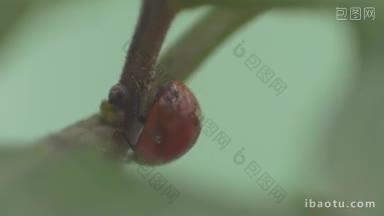<strong>瓢虫</strong>在植物茎上行走的微距镜头